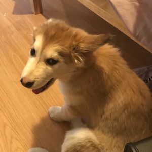 Meet your Posher, Emmie